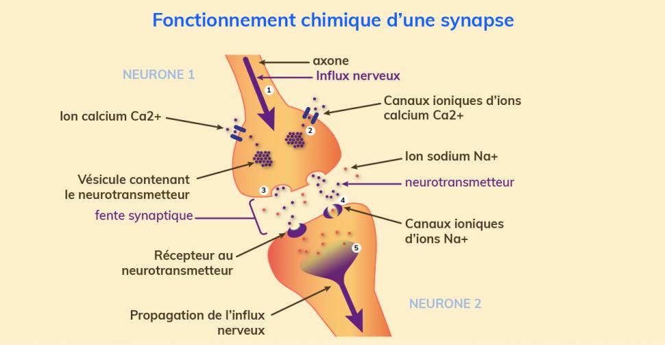 Fonctionnement chimique d’une synapse