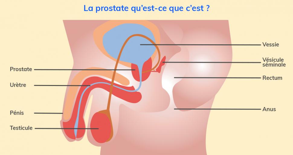 Prostate petit organe importantes fonctions