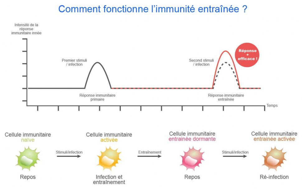 Mécanisme de l’immunité entraînée 