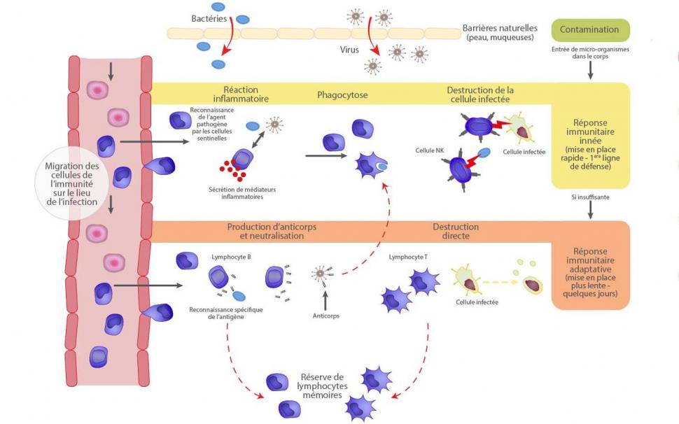 Fonctionnement du système immunitaire