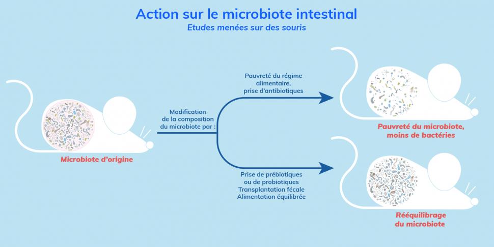 Les facteurs qui modifient la composition du microbiote intestinal