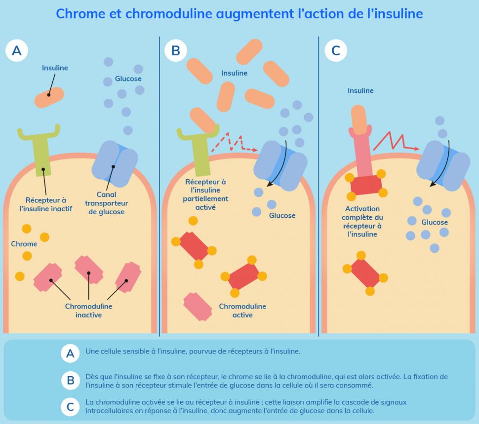 Chrome et chromoduline augmentent l'action de l'insuline