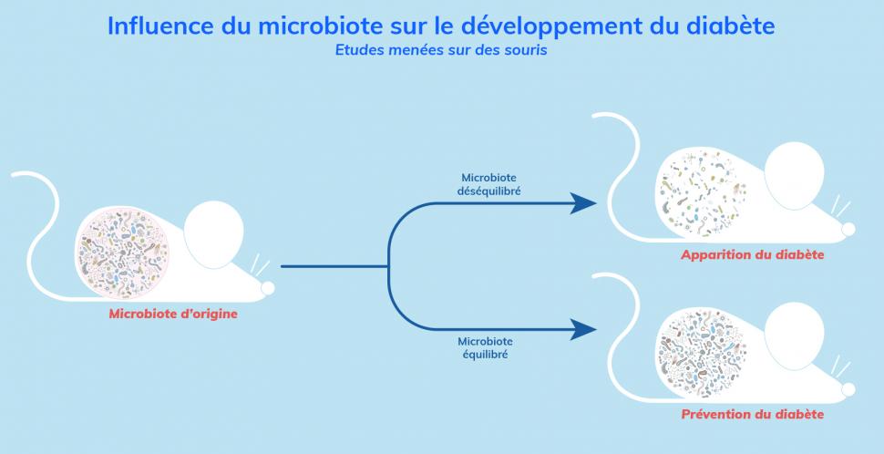 Modification du microbiote et apparition du diabète