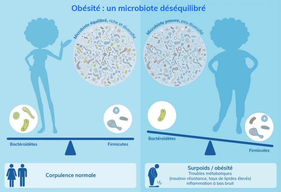 Le microbiote des personnes obèses manque de diversité