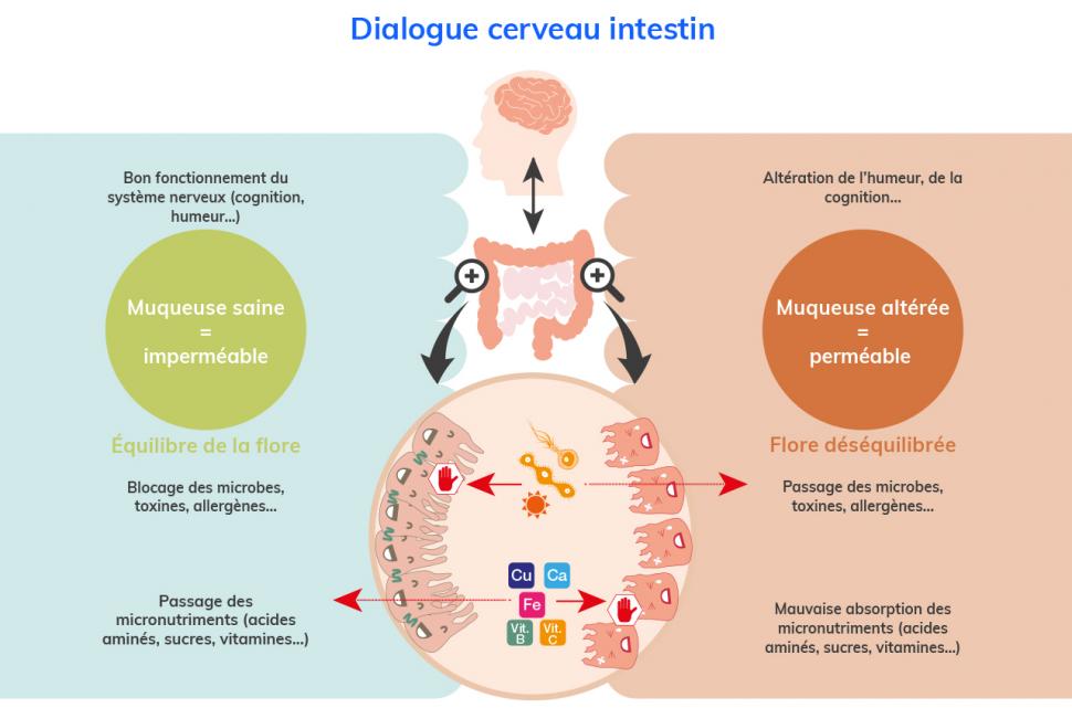 Il existe un lien fort entre cerveau, intestin et flore intestinale : le bon fonctionnement du système nerveux influence le bien-être de la muqueuse intestinale