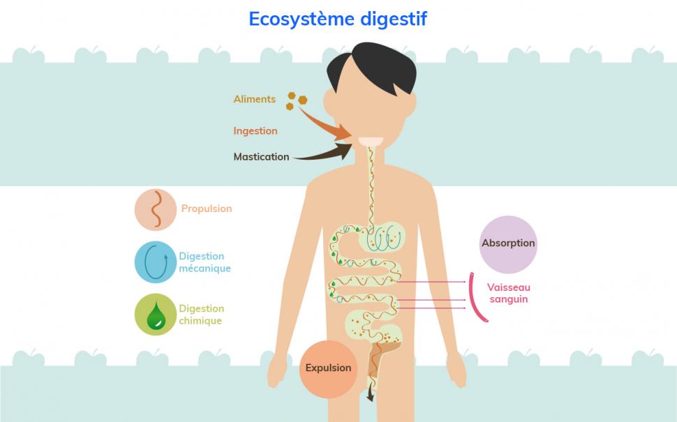 Les étapes clés de la digestion