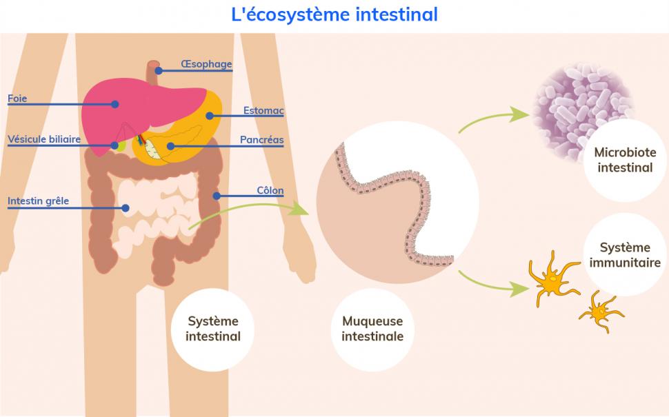 Muqueuse, microbiote et système immunitaire composent l’écosystème intestinal