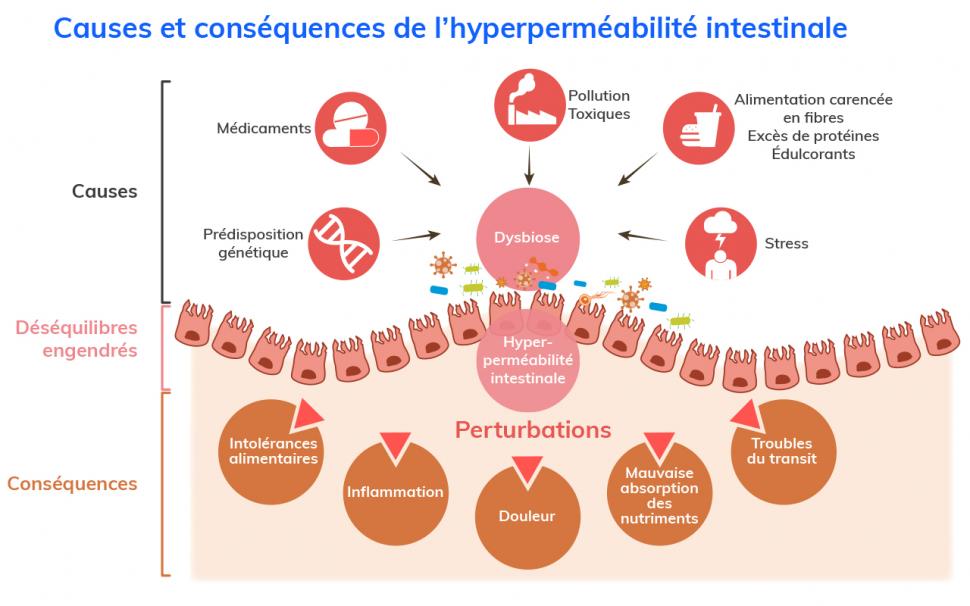 Causes et conséquences de l’hyperperméabilité intestinale
