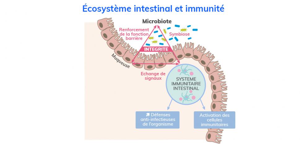 Maintien de l’intégrité intestinale : un dialogue tripartite