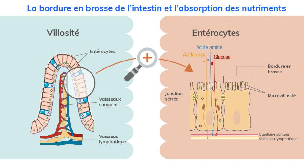 L’intestin présente une structure appelée bordure en brosse permettant une absorption optimale des nutriments. 