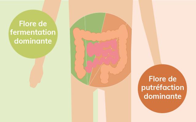 Deux types de flore intestinale cohabitent dans l’intestin