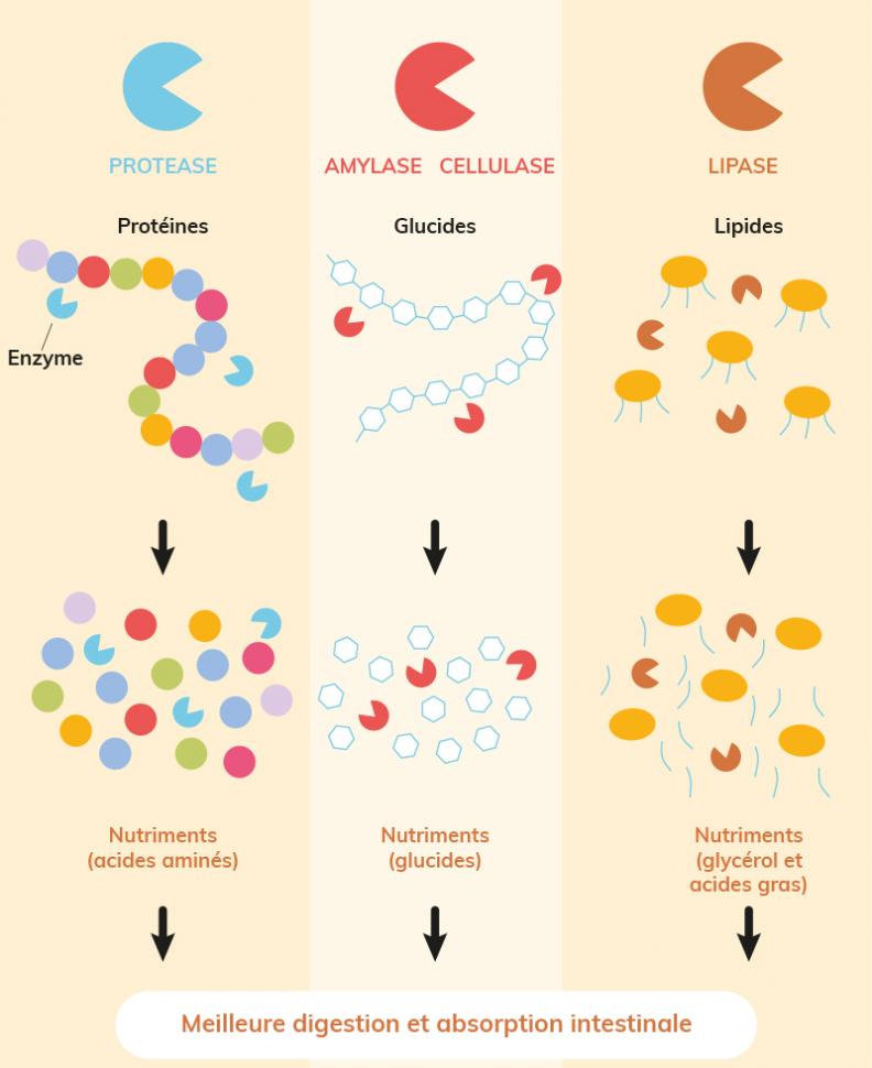 Rôle des enzymes sur la digestion