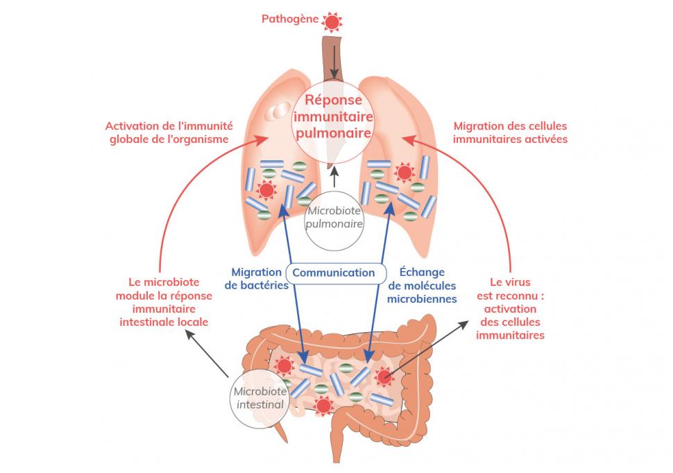 La communication entre intestins et poumons a lieu grâce aux bactéries et molécules microbiennes
