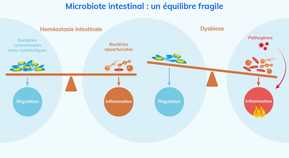 L’homéostasie intestinale est conservée lorsqu’il y a équilibre entre bactéries commensales et bactéries opportunistes