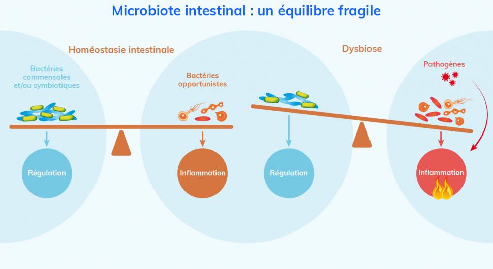L’homéostasie intestinale est conservée lorsqu’il y a équilibre entre bactéries commensales et bactéries opportunistes