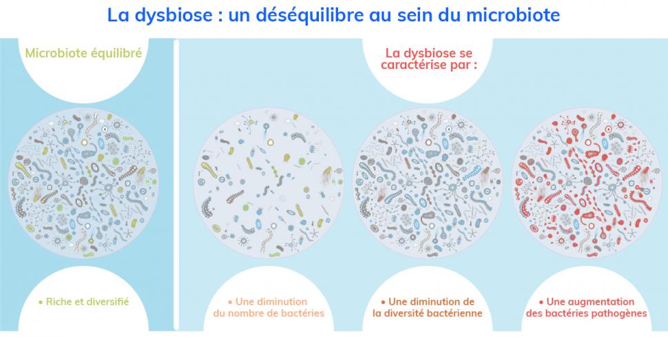 Un microbiote équilibré abrite une riche et diverse colonie de bactéries
