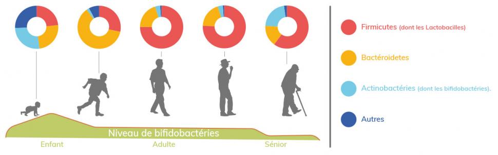 Les étapes de l’évolution du microbiote