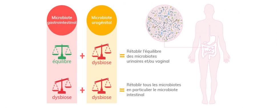 Une dysbiose intestinale fragilise le microbiote urogénital