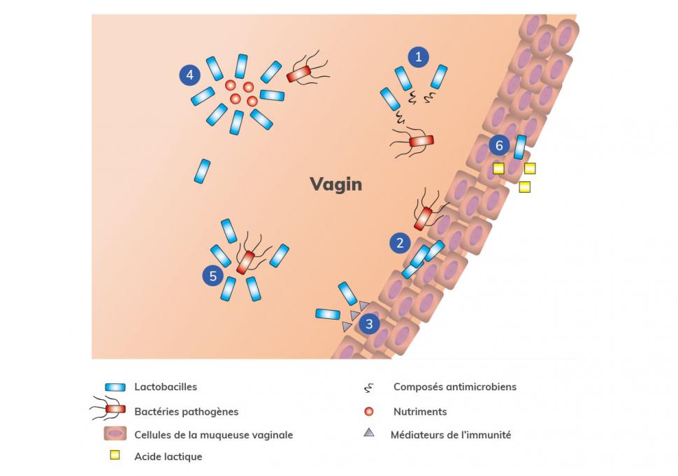 Lactobacilles, composés antimicrobiens, médiateurs de l’immunité : le microbiote vaginal est champion de la défense immunitaire.