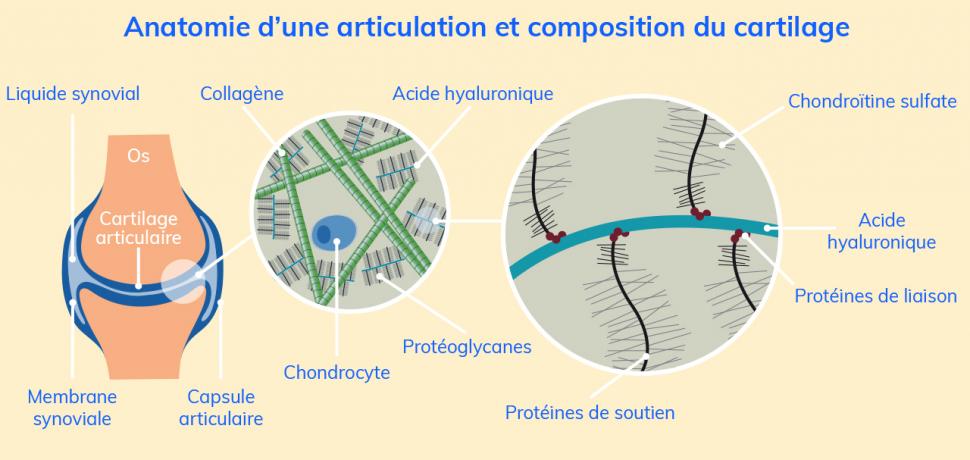 Le cartilage articulaire est composé d’un maillage de collagène, acide hyaluronique et chondroïtine sulfate