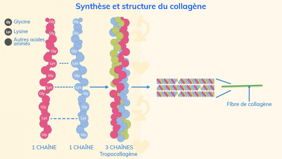 3 chaînes riches en acides aminés s’assemblent pour former les différents types de collagène