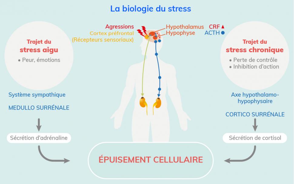 Mécanismes biologiques du stress