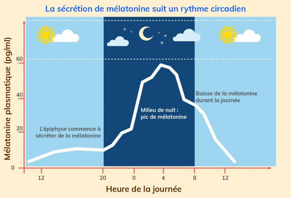 Alternance jour/nuit et sécrétion de mélatonine