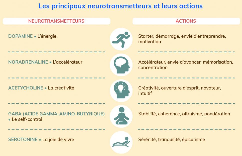 Les principaux neurotransmetteurs et leurs actions