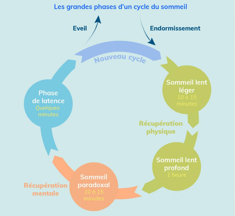 Les différentes phases d’un cycle du sommeil