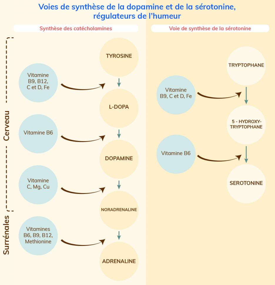 Voies de synthèse de la dopamine et de la sérotonine, régulateurs de l’humeur