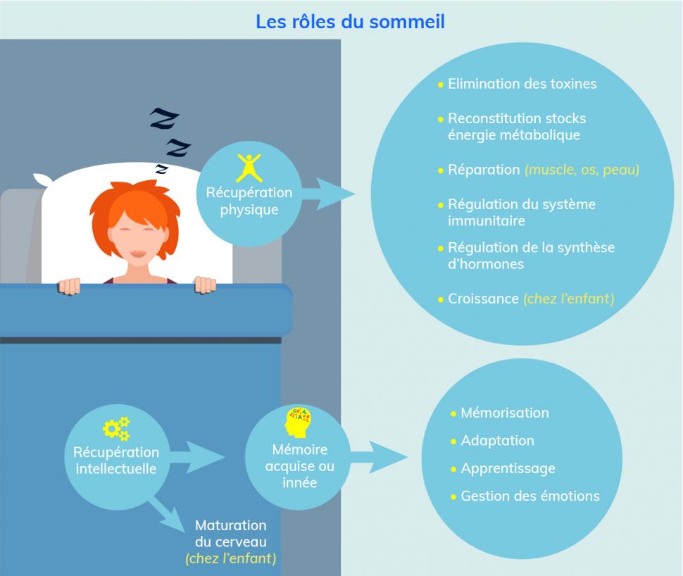 Les rôles du sommeil