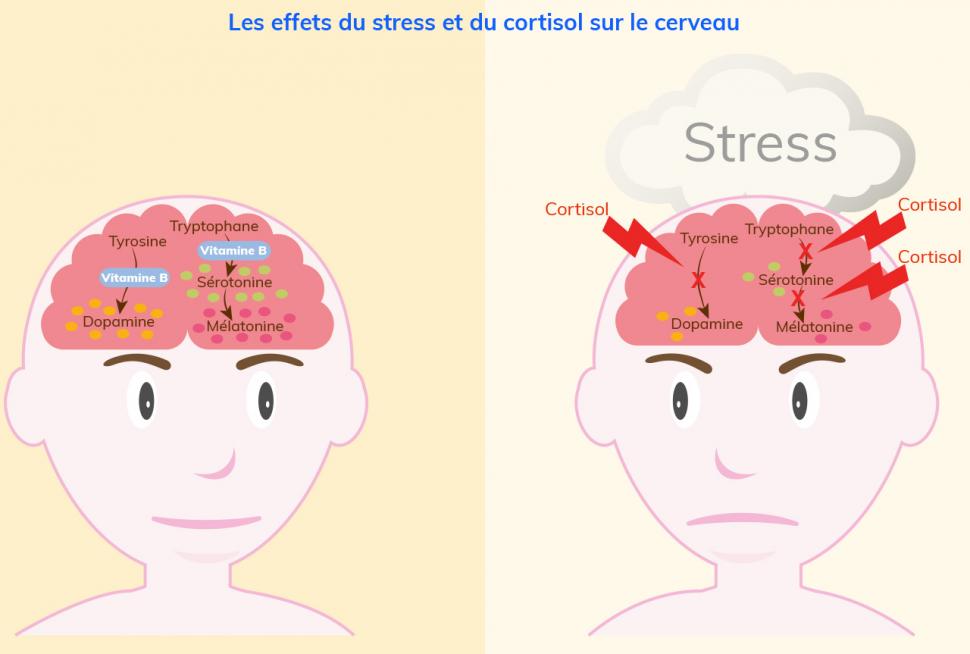 Les effets du stress et du cortisol sur le cerveau