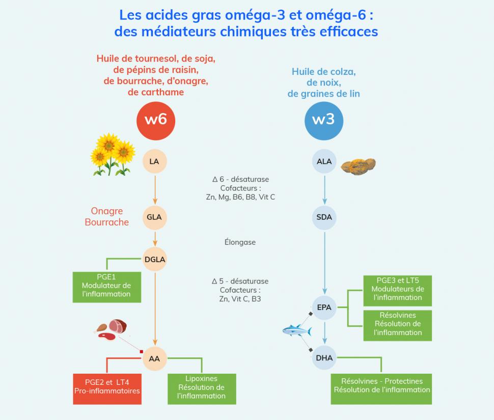 Acides gras et inflammation