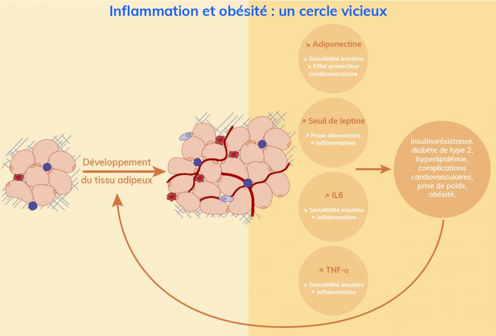 Le cercle vicieux entre obésité et inflammation