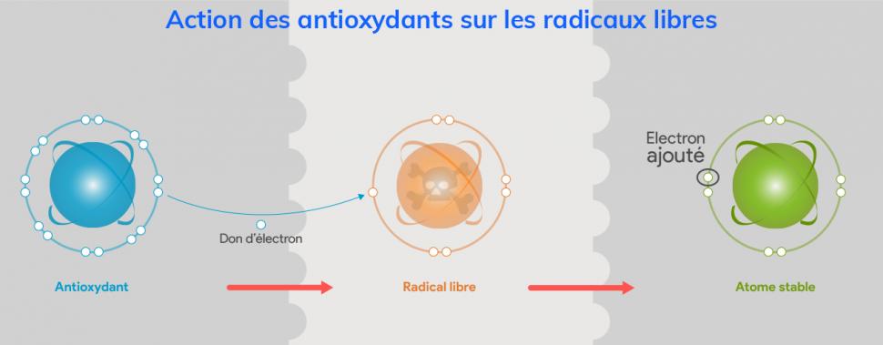 Le mode d’action des antioxydants passe par le don d’un électron à un radical libre pour le rendre plus stable. 