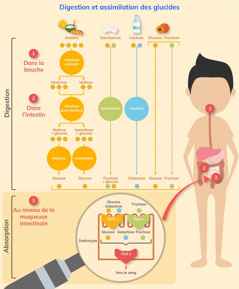 Dégradation et assimilation des glucides au cours de la digestion