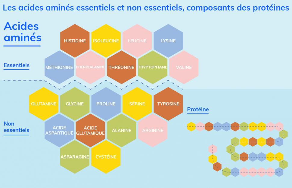 8 acides aminés essentiels et 12 non essentiels pour des milliers de protéines