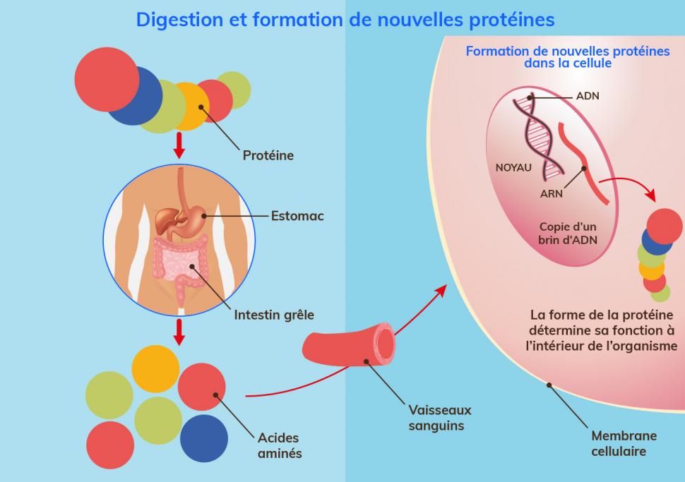 La formation de nouvelles protéines débute pendant la digestion 