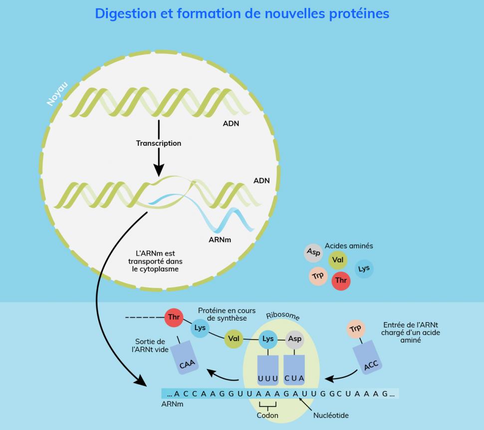 Transcription de l’ADN en ARN et traduction en protéine