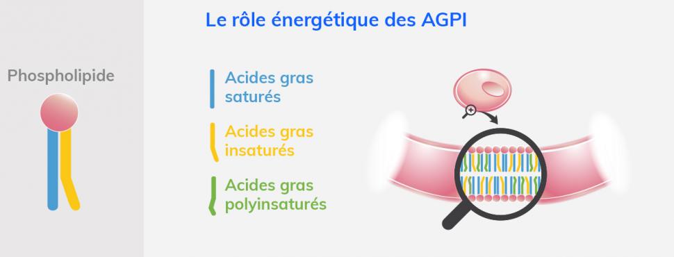 Acides gras saturés, insaturés, polyinsaturés composent les phospholipides