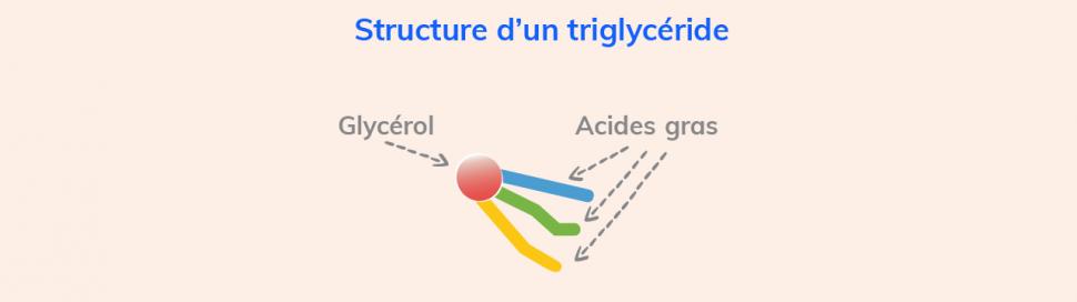 Un lipide est composé d’une molécule de glycérol et de trois acides gras.