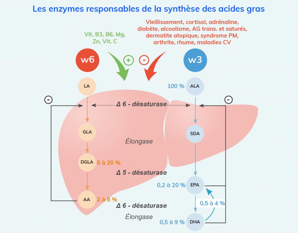 Deux enzymes : la désaturase et l’élongase permettent la synthèse des acides gras.