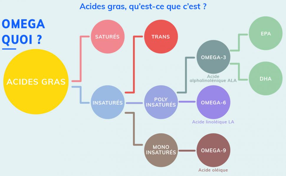 Les acides gras, acides gras saturés et acides gras insaturés.