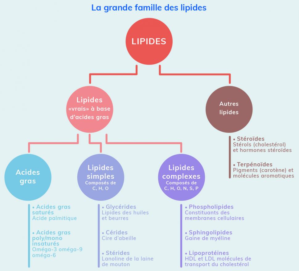 La grande famille des lipides : table de classification 