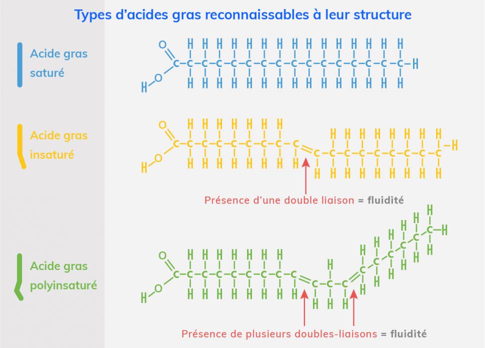 structures des acides gras