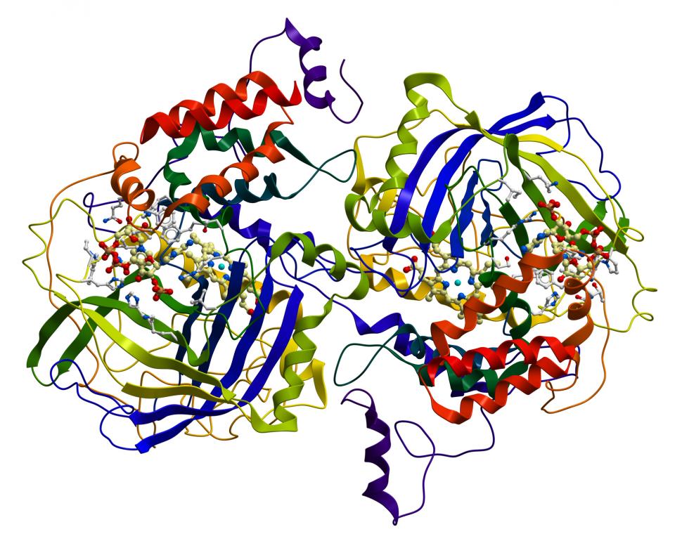 La catalase, un antioxydant dépendant de la présence d’oligoéléments