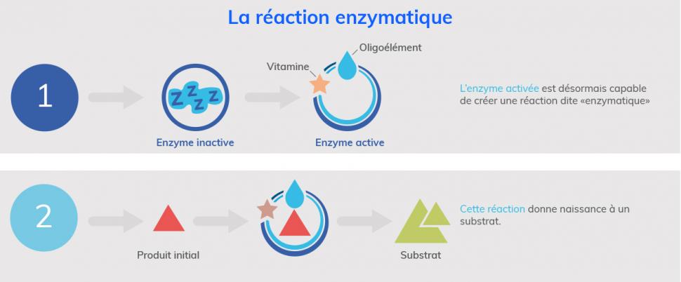 Pour transformer un produit en substrat assimilable par l’organisme, l’enzyme doit être activée par un oligoélément et une vitamine