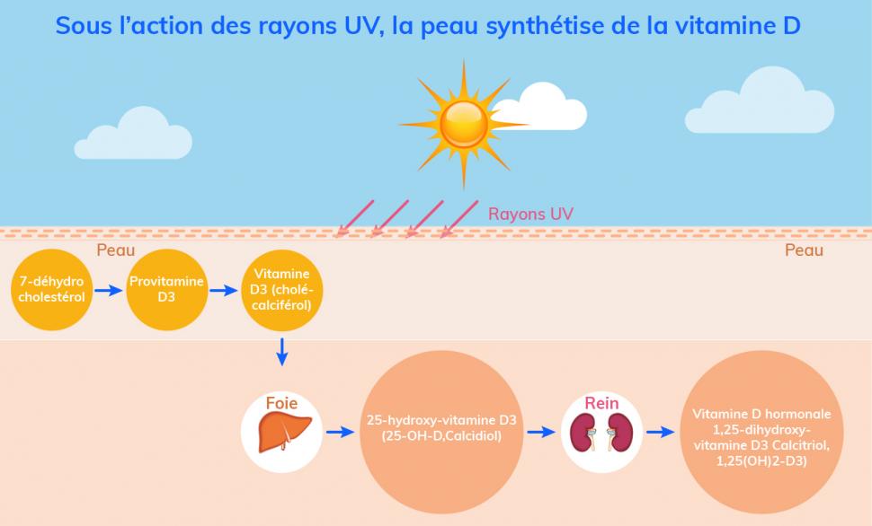 Sous l’action des rayons UV, la peau synthétise de la vitamine D  