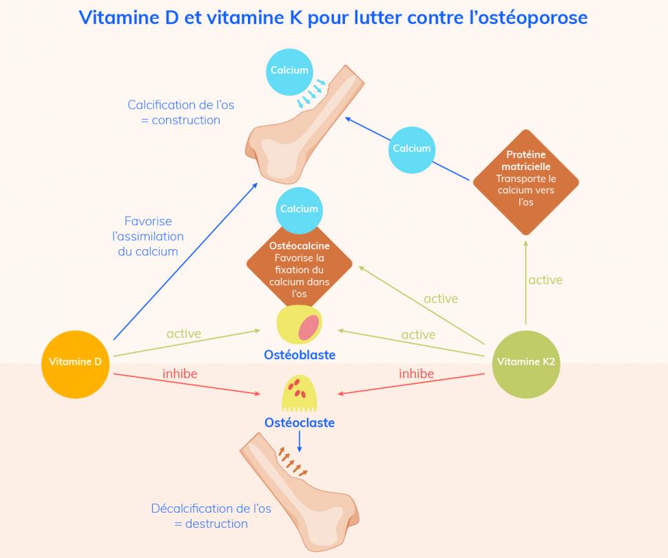 L’association vitamine D et vitamine K2 prescrite en cas d’osteoporose