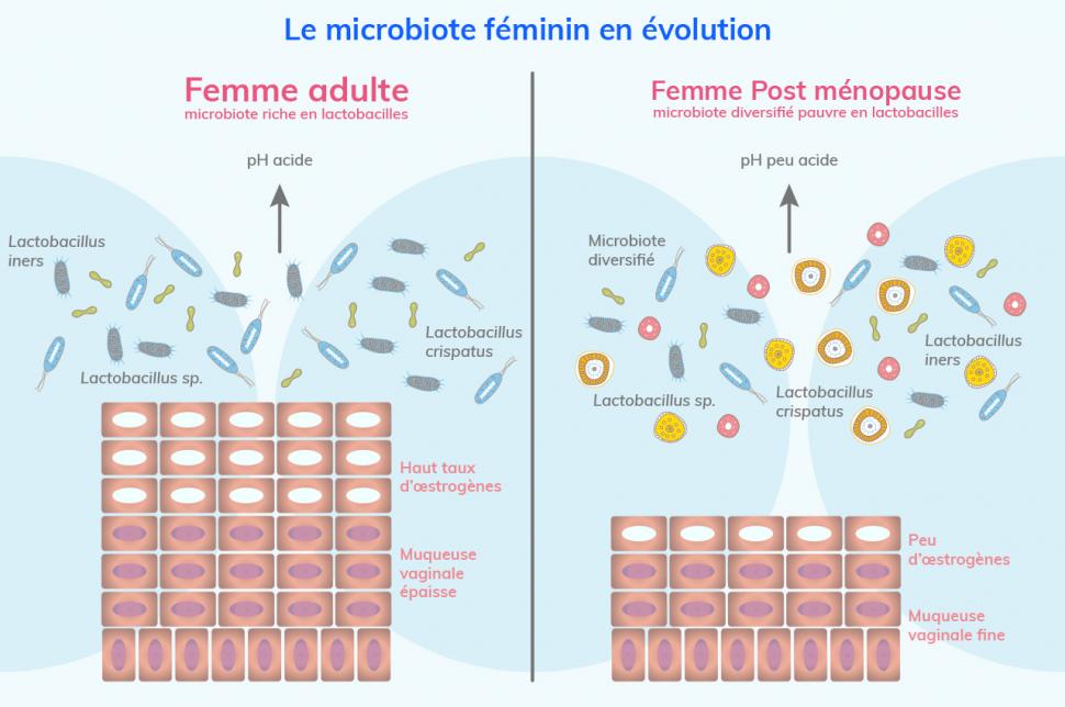 Après la ménopause, le microbiote vaginal n’est plus dominé par les lactobacilles protecteurs